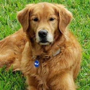 Meet your Posher, Janet